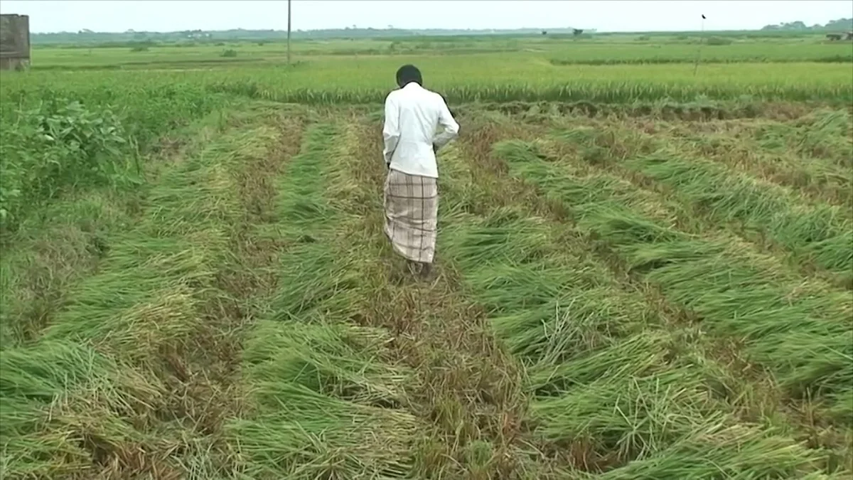 মন্ত্রীকে দেখাতে কৃষকের কাঁচা ধান কেটে ফেললেন কৃষি কর্মকর্তারা